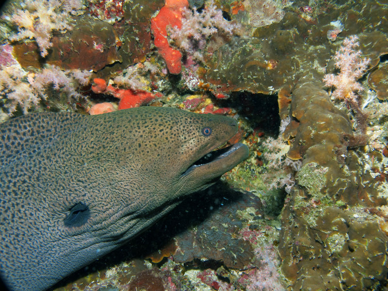 Moray eel